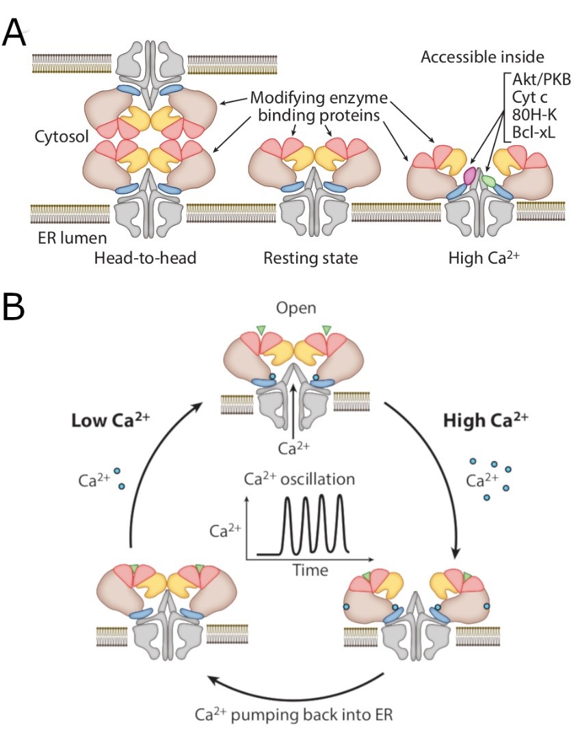 SIAIS Professors Publish a Model for IP3 Receptor Plasticity